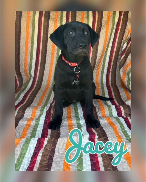 Bailey