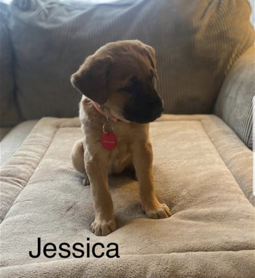 Jessica