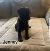 Jenney