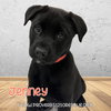 Jenney
