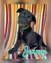 Jenney