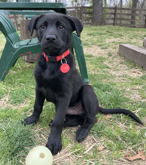 Gauge