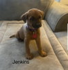 Jenkins