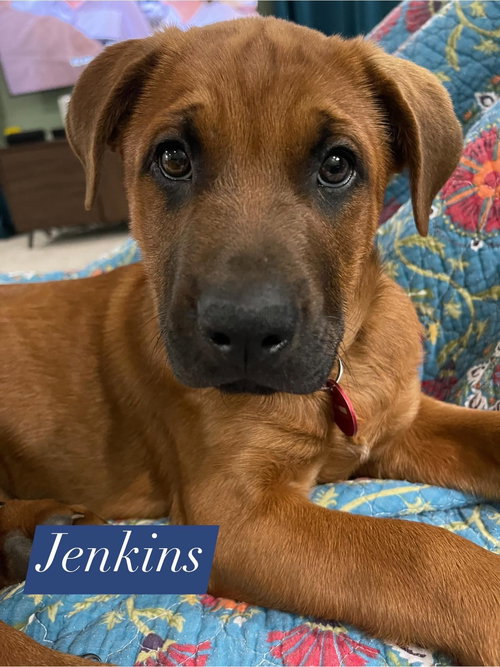 Jenkins