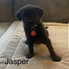 Jasper