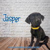 Jasper