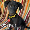 Jasper