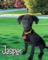 Jasper