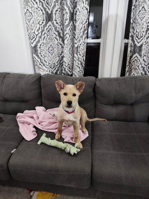 Little Buddy