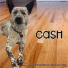 Cash