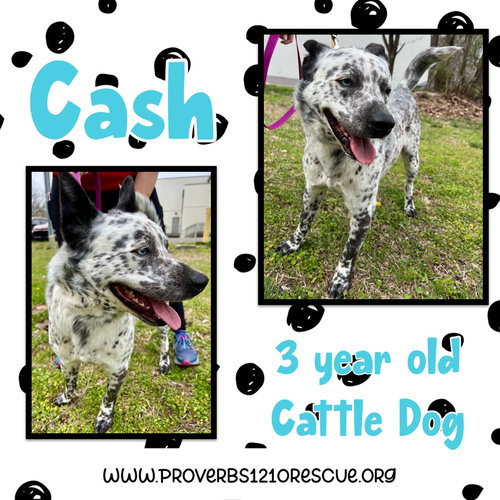 Cash