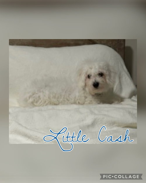 Little Cash
