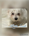 Little Cash