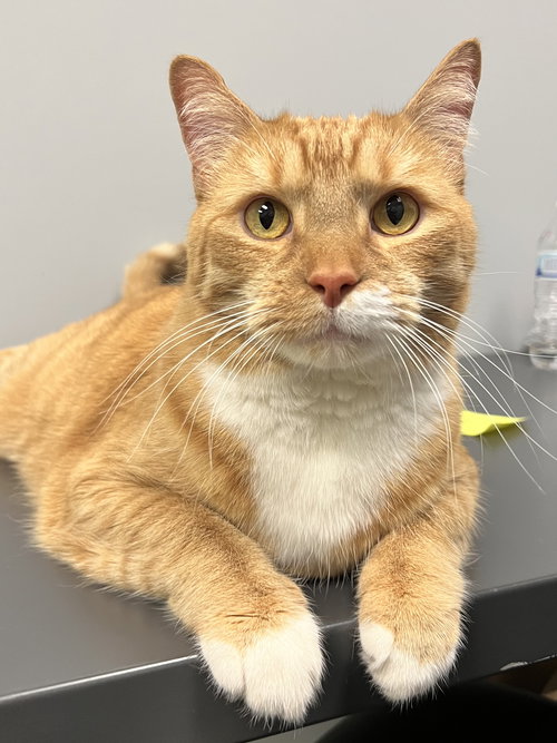 Gus