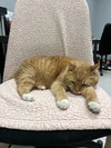 Gus