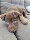 Hazel