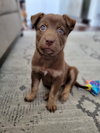 Hazel