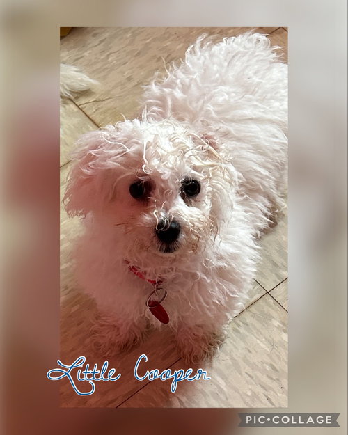 Little Cooper