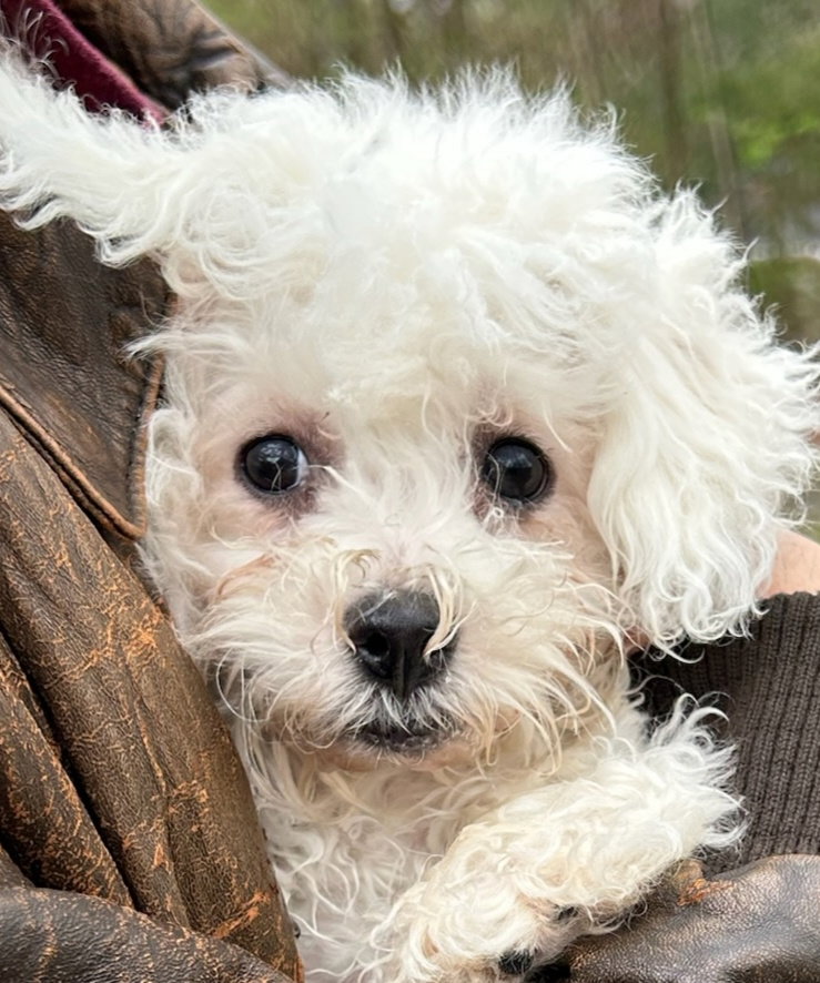 Dog for Adoption Little Cooper, a Bichon Frise in Greenbrier, TN Alpha Paw