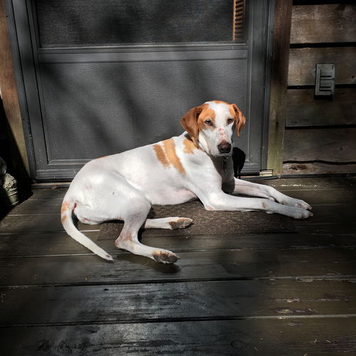 Sadie