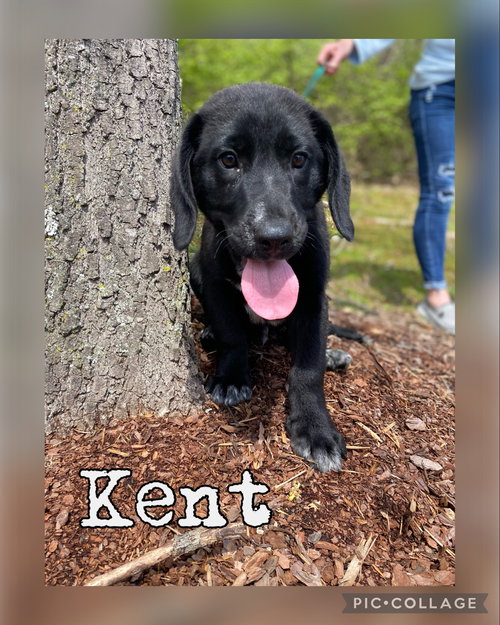 Kent