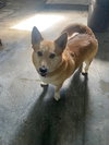 Kody