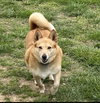 Kody
