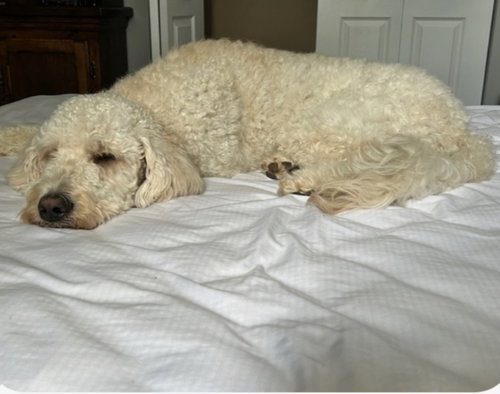 Ozzie