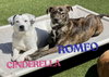 Romeo Patrick