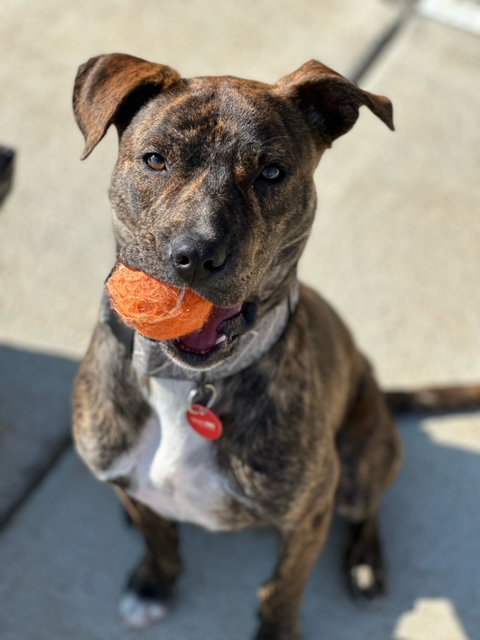Romeo Patrick