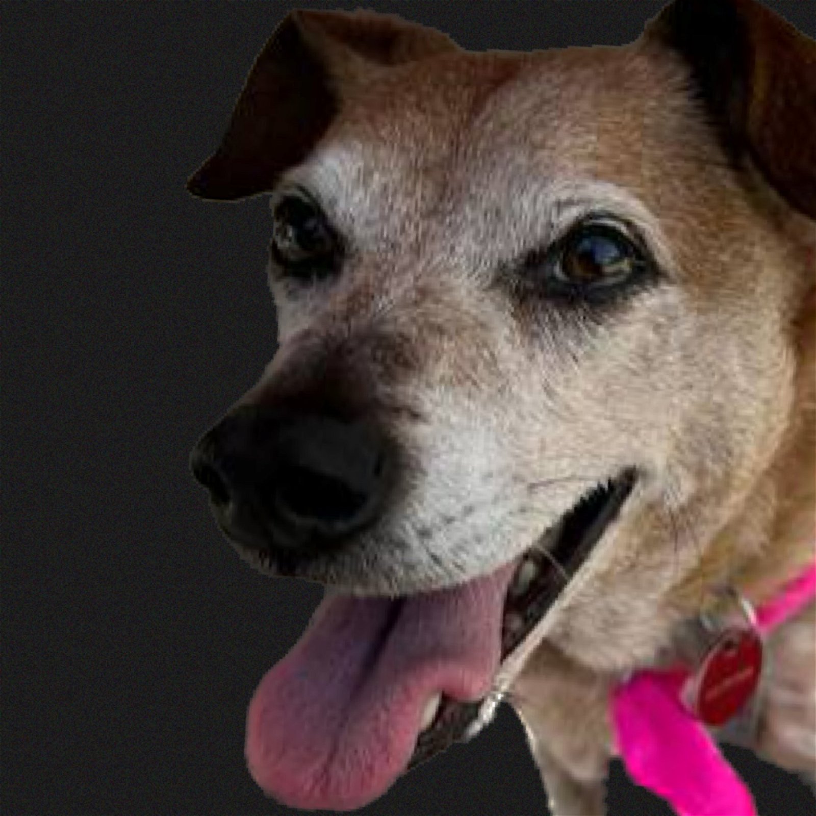 adoptable Dog in Nashville, TN named TC