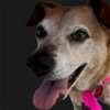 adoptable Dog in nashville, IL named TC