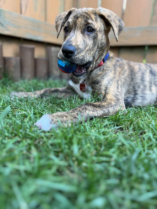 Whiskey