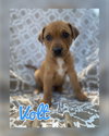Volt