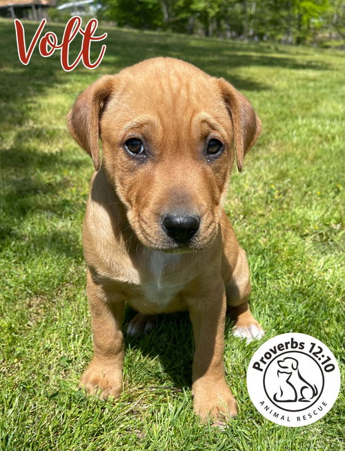 picture of the dog needing adoption