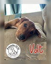Volt