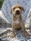 Barkley
