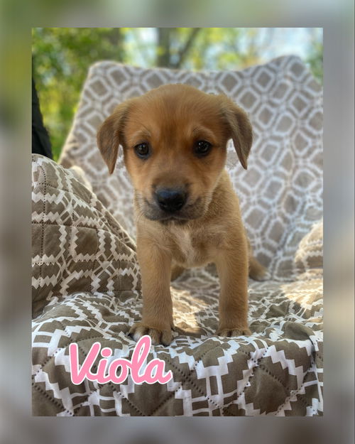 Viola