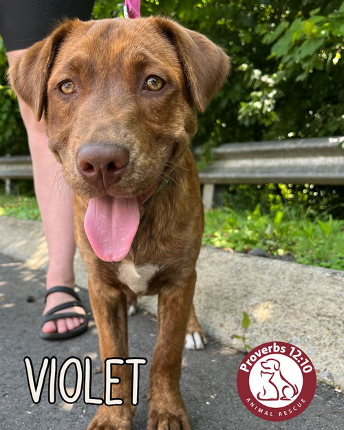 Violet