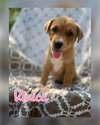 Vivica