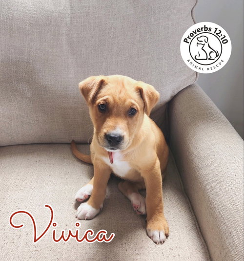 Vivica