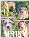 Maisy