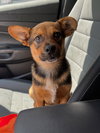 Alvin