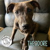 Theodore