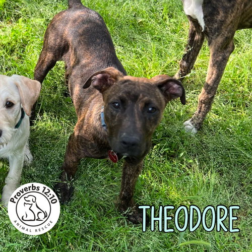 Theodore