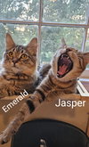 Jasper