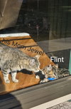 Flint