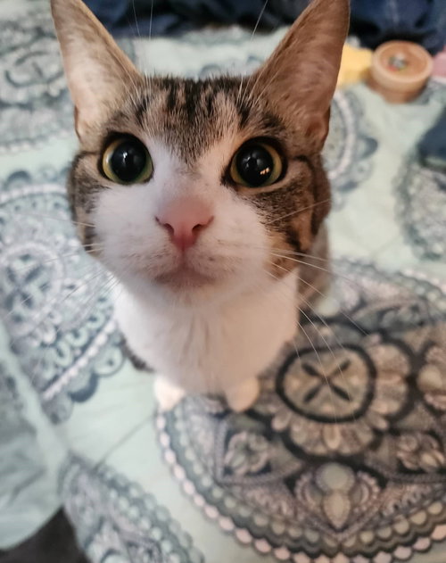 Peaches