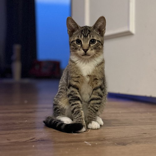 Henry