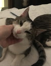 Hugo